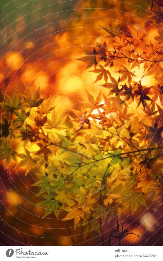 goldener Herbst herbstlich Herbstfärbung Herbstlaub Japanischer Ahorn Warme Farbe Wohlgefühl Blätter Herbstblätter Oktober Spitzahorn