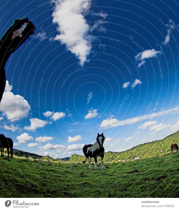 rum um die Weide Pferd Natur Himmel Wolken blau grün Island Ponys Isländer Fischauge krumm Berge u. Gebirge Hügel Hessen Fressen Blick Neugier Säugetier