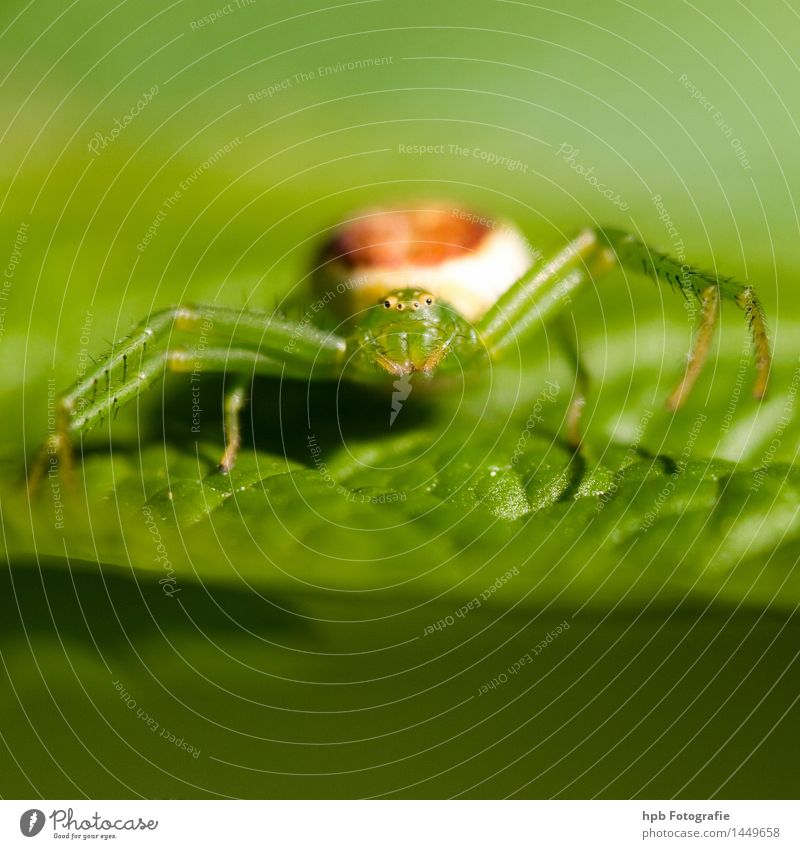 Grüne Kürbisspinne Natur Tier Spinne Tiergesicht 1 Fressen krabbeln außergewöhnlich Ekel frech Freundlichkeit niedlich grün Gefühle Tierliebe entdecken