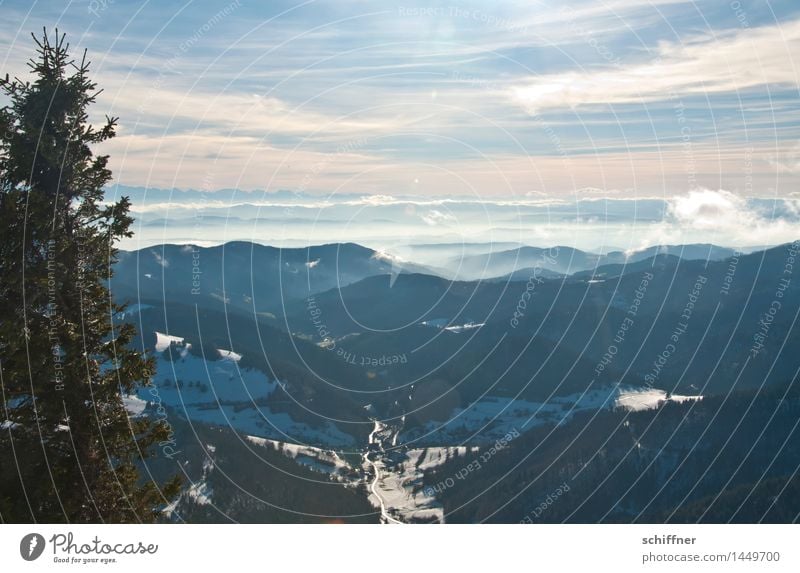 über Allem Umwelt Natur Landschaft Wolken Sonnenlicht Winter Schönes Wetter Eis Frost Schnee Pflanze Baum Wald Hügel Alpen Berge u. Gebirge Gipfel