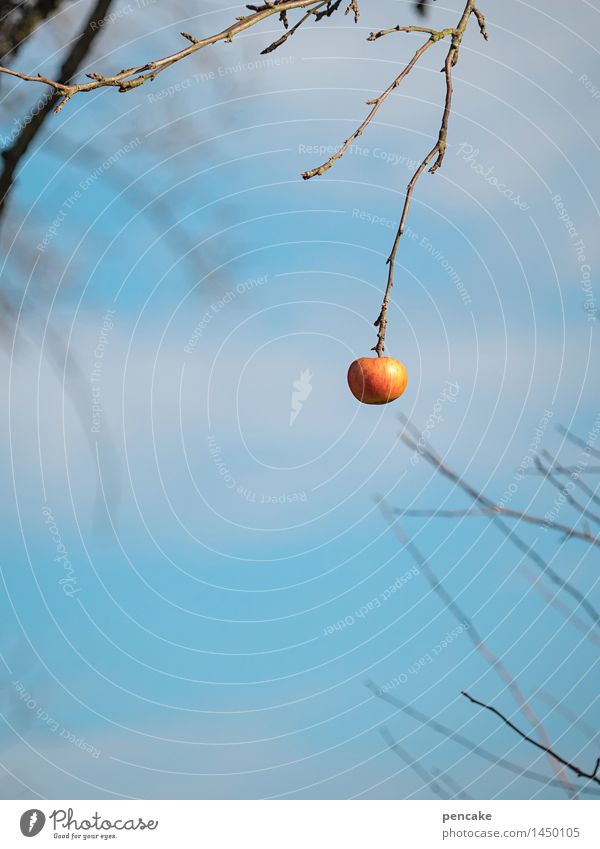 der letzte apfel Lebensmittel Apfel Ernährung Natur Urelemente Himmel Herbst Winter Schönes Wetter Baum Zeichen frei Gesundheit hoch schön einzigartig lecker