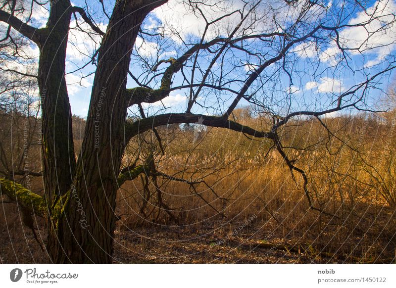 Feuchtgebiet Landschaft Erde Himmel Wolken Herbst Dürre Baum Gras Schilfrohr Wald Moor Sumpf Feuchtgebiete Holz dreckig blau braun gelb grau orange schwarz Tod