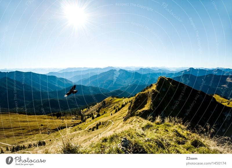 Lufthoheit Freizeit & Hobby wandern Natur Landschaft Himmel Sonne Sommer Herbst Schönes Wetter Wiese Alpen Berge u. Gebirge Gipfel Vogel fliegen frei gigantisch