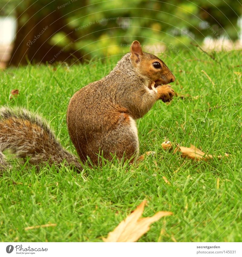 schneller nager Eichhörnchen Park Tier festhalten Besitz Wachsamkeit Oberkörper grau Futter geizig Gier grün Hintergrundbild niedlich süß weich hören Fressen