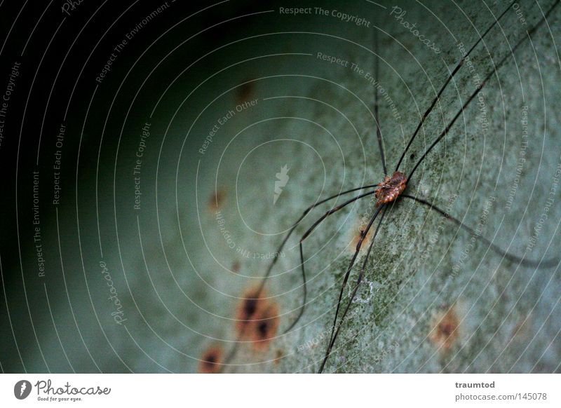 Thekla. Spinne Tier Natur frei Seide Klettern krabbeln nützlich Panik Makroaufnahme Zoo Beute Insekt grün grau Kugel Hälfte Halbkreis Rost Beine Spinnenbeine