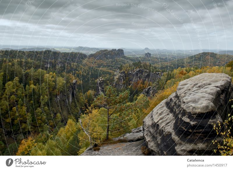 Herbstlandschaft im Elbsandsteingebirge Ausflug wandern Klettern Landschaft Pflanze Wolken Gewitterwolken schlechtes Wetter Regen Baum Wald Schlucht Naturpark