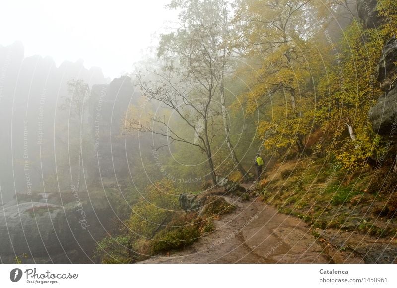 Im Nebel unterwegs Wandern Mensch 1 Natur Landschaft Pflanze Erde Wassertropfen Herbst schlechtes Wetter Regen Baum Sträucher Moos Wald Felsen Schlucht