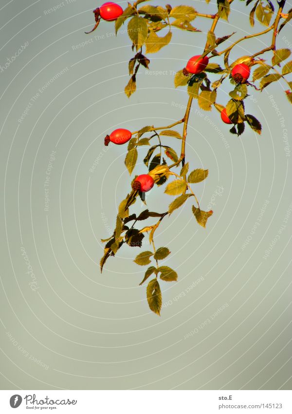 hetschepetsche Pflanze Blatt Beleuchtung Rose Rosenapfel Blüte Herbst Widerhaken Ernährung Marmelade Obstwein Likör Hintergrundbild grau trist einfarbig rot