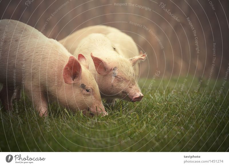 kleine Schweine auf der Wiese Essen Glück Baby Natur Tier Gras Haustier Tierjunges dreckig frei lustig niedlich grün rosa Appetit & Hunger Hausschwein Bauernhof