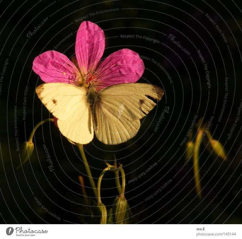 augenfalter Schmetterling Blüte Blütenblatt Pflanze Pause Erholung Muster Fühler Flugbahn Insekt Fluginsekt Lebewesen Tier Tarnung Flügel flattern fein Färbung