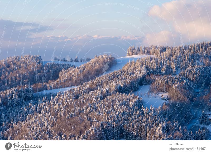 Pudergezuckert Umwelt Natur Landschaft Wolken Winter Schönes Wetter Eis Frost Schnee Wald Hügel Berge u. Gebirge Schneebedeckte Gipfel kalt Schwarzwald Berghang