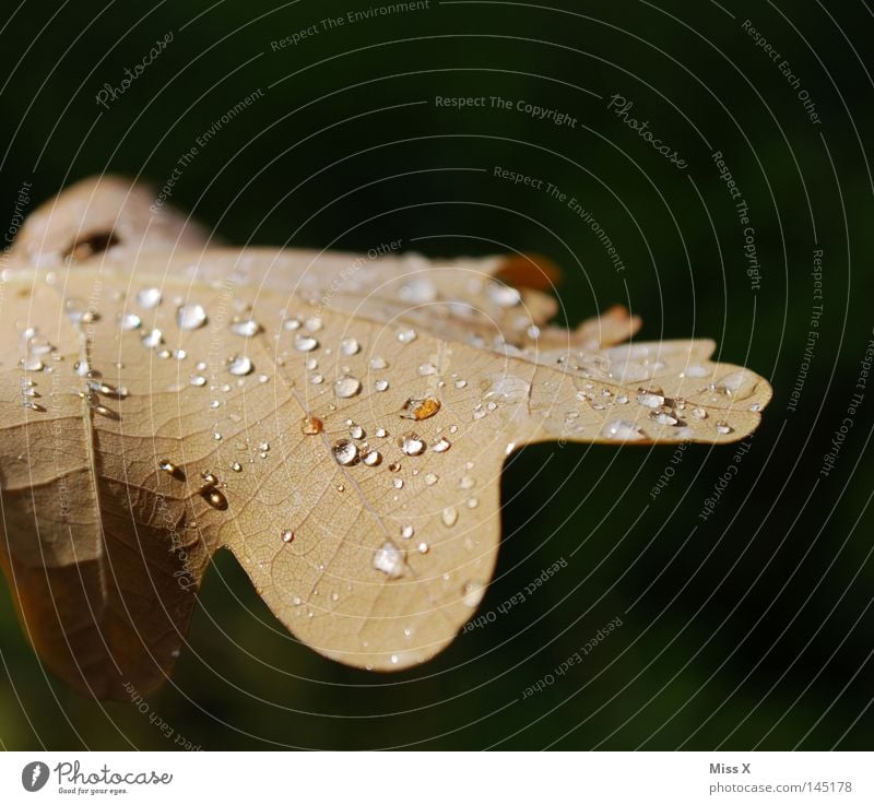 der schöne Tag Farbfoto Außenaufnahme Makroaufnahme Wasser Wassertropfen Herbst schlechtes Wetter Regen Gewitter Blatt Tropfen braun grün Gefäße Eichenblatt