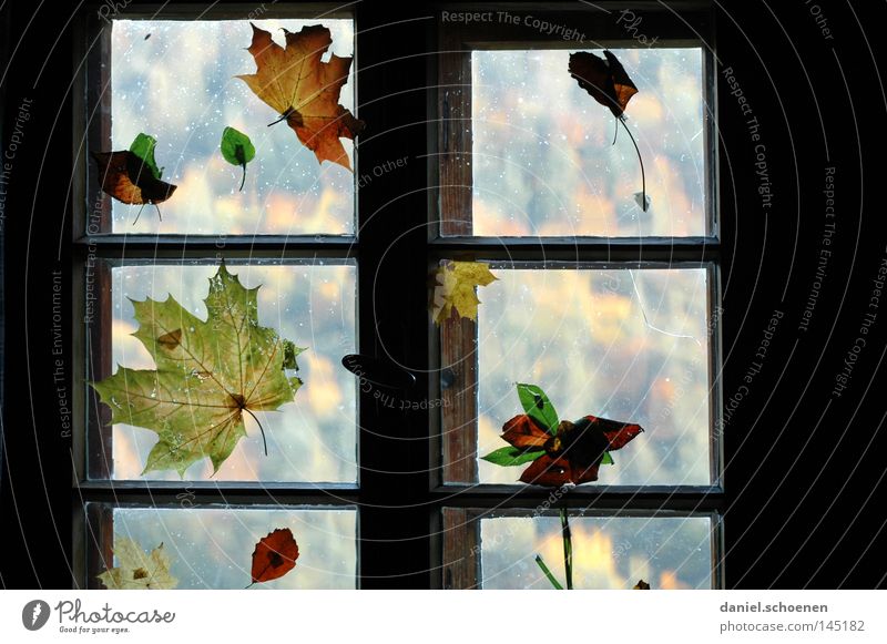Herbst Blatt Fenster Licht Dekoration & Verzierung Fensterscheibe Farbe Jahreszeiten Häusliches Leben Wohnzimmer