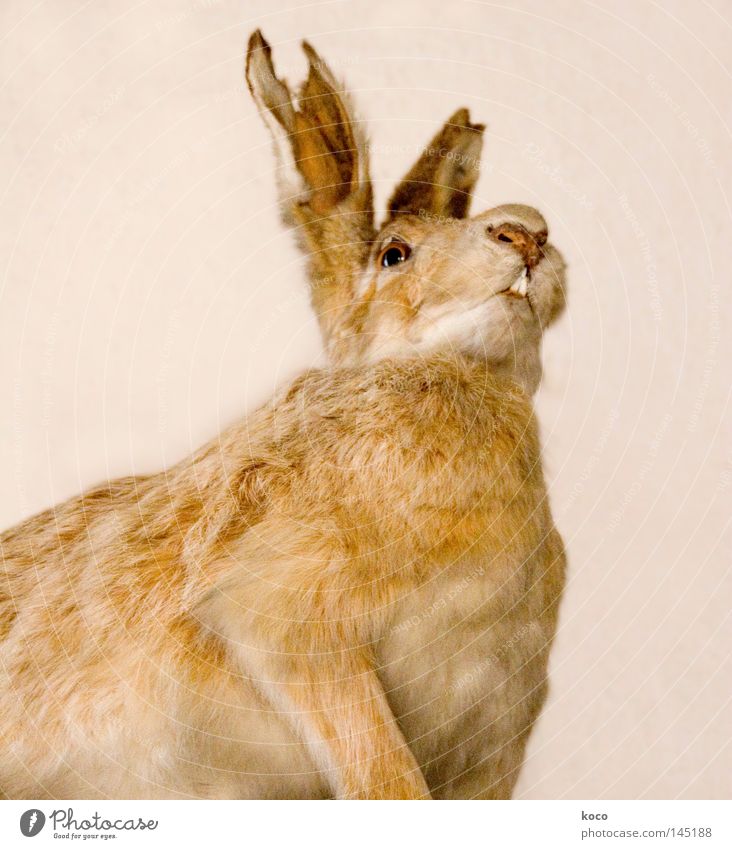 Hasenohr Hase & Kaninchen Fell kaputt braun Säugetier Vergänglichkeit Museum Tod Ohr Blick Osterhase