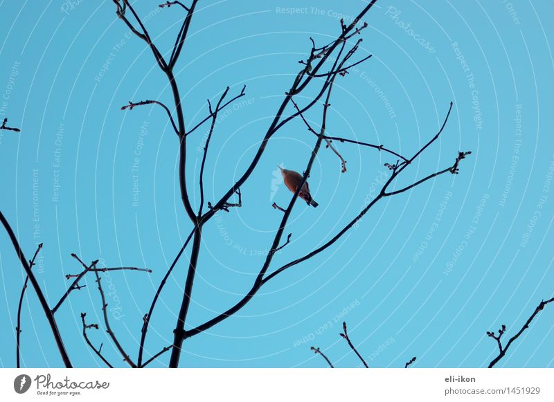 von unten Natur Tier Luft Himmel Wolkenloser Himmel Winter Baum Vogel 1 beobachten oben blau Fernweh ruhig Grafik u. Illustration Gegenlicht Strukturen & Formen