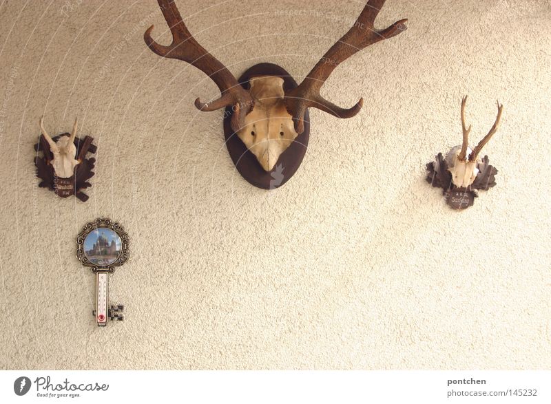 Hirschgeweihe hängen an einer Wand Freizeit & Hobby Jagd Dekoration & Verzierung Thermometer maskulin Tier Kitsch Ehre Tod Idylle Nostalgie Tradition Wert