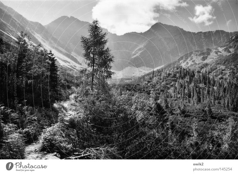 Steine und Hügel Erholung Berge u. Gebirge wandern Umwelt Natur Landschaft Pflanze Himmel Wolken Klima Schönes Wetter Baum Wald Tatra Gipfel Wege & Pfade groß