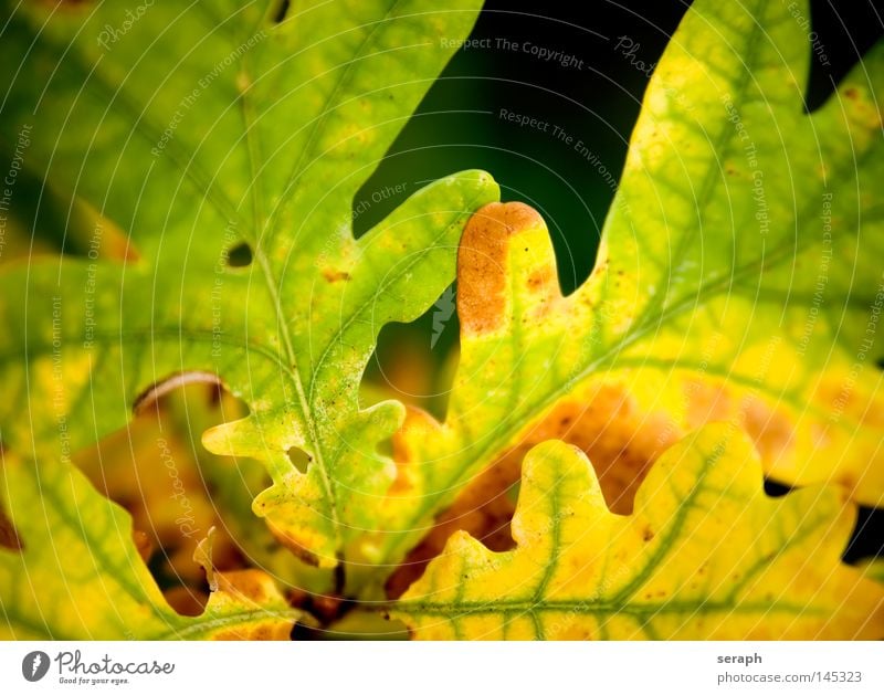 Farbenspiel Blatt Herbst Jahreszeiten Eiche Eichenblatt Blattadern Gefäße Färbung braun beige gelb verwandeln Herz-/Kreislauf-System Biomasse ökologisch Umwelt