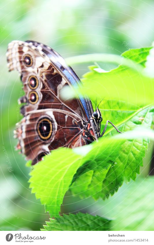 blau auf grün zum 3. Natur Pflanze Tier Frühling Sommer Schönes Wetter Baum Blatt Garten Park Wiese Wildtier Schmetterling Tiergesicht Flügel