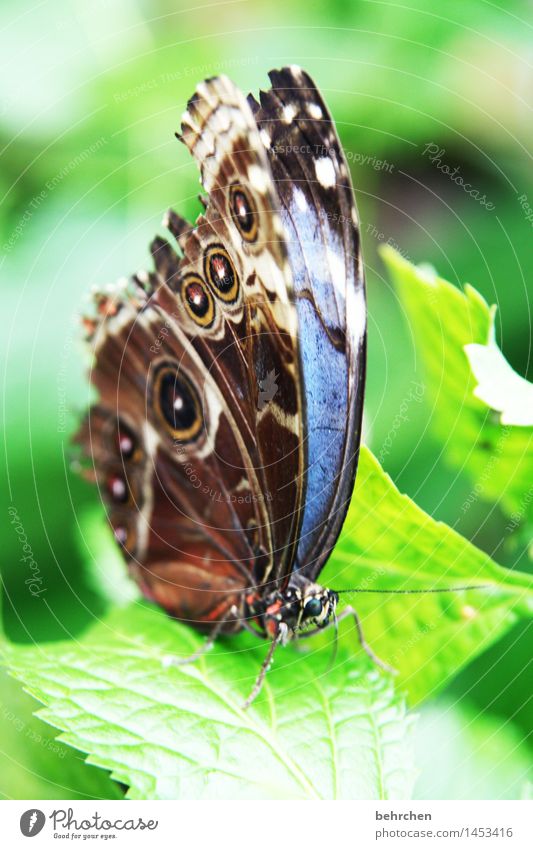 blau auf grün zum 2. Natur Pflanze Tier Frühling Sommer Schönes Wetter Baum Blatt Garten Park Wiese Wildtier Schmetterling Tiergesicht Flügel