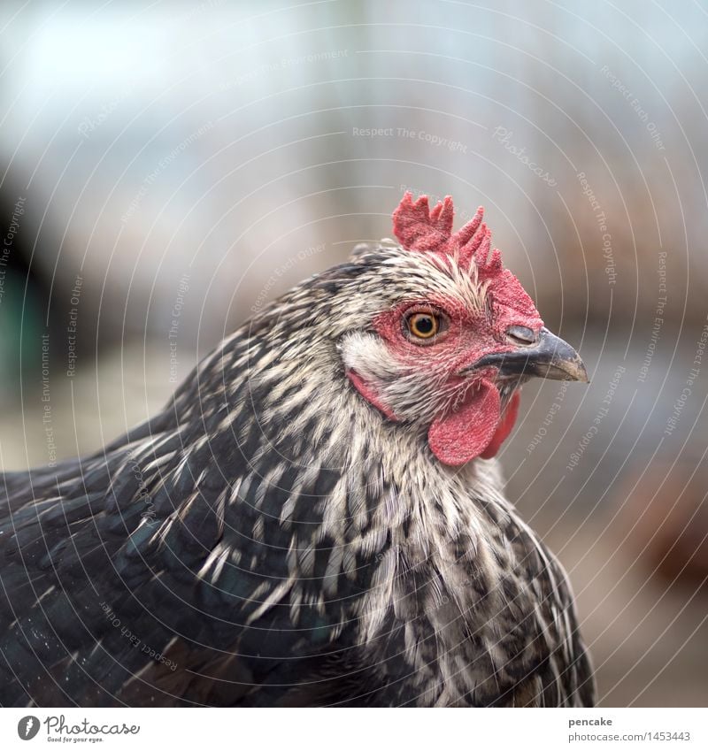 !trash! 2015 | hühnerauge Natur Landschaft Tier Nutztier Tiergesicht Zeichen beobachten Kommunizieren Haushuhn Jugendliche Auge Federvieh Ei Farbfoto