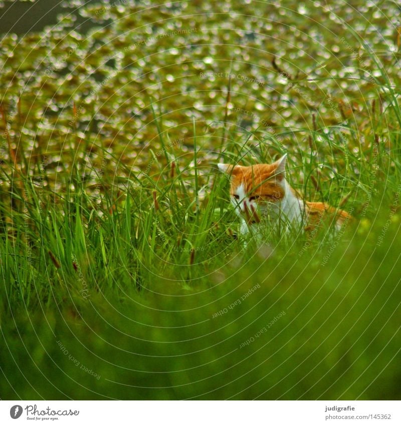 Katze im Gras Wiese Flussufer Elbe Elbaue Gewässer Leben Natur verstecken beobachten Jagd Haustier Hauskatze grün frisch Farbe Säugetier auf der lauer