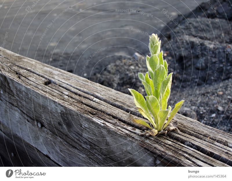 erupta Pflanze grün Wachstum Reifezeit Photosynthese Blatt Holz Balken Einsamkeit Kraft Frühling Mangel Einschränkung Lebensmittel Nahrungssuche außergewöhnlich