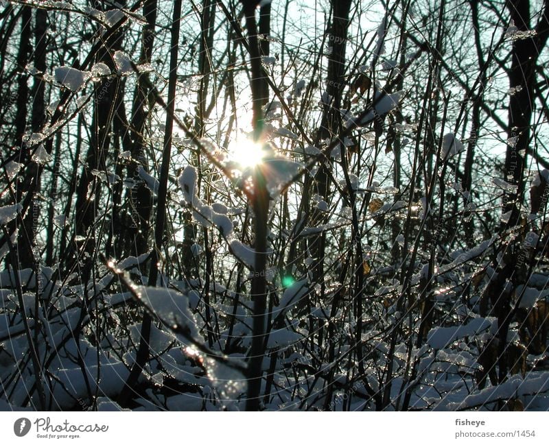Wintersonne Licht Schnee Eis Sonne glänzend Zweig