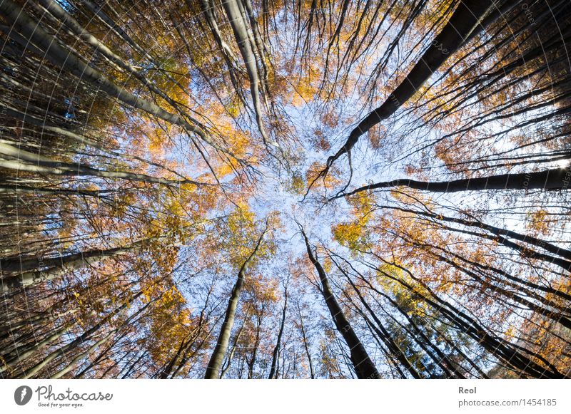 Zur Mitte Natur Landschaft Himmel Wolkenloser Himmel Herbst Schönes Wetter Pflanze Baum Blatt Wildpflanze Blätterdach Baumstamm Zweige u. Äste Ast Wald