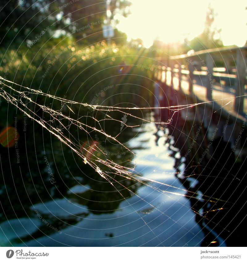 Spinnen am See Natur Sommer Netz Stimmung Geborgenheit Steg Schilfrohr wellig Spinnennetz Biotop geschwungen Reflexion & Spiegelung Sonnenlicht Sonnenstrahlen