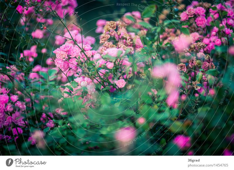Rosenblüten Umwelt Natur Landschaft Pflanze Tier Blume Blatt Blüte Park natürlich schön grün rosa Duft Farbfoto mehrfarbig Außenaufnahme Starke Tiefenschärfe