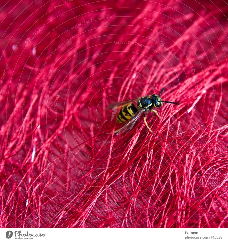 rote Wiese Wespen Insekt Stoff Faser Tier krabbeln Flügel Stachel