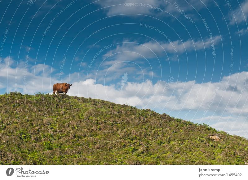 Coward Umwelt Natur Landschaft Himmel Wolken Schönes Wetter Gras Wiese Feld Schottland Nutztier Kuh 1 Tier stehen Freundlichkeit Gesundheit positiv Glück