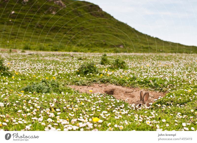 Kuckuck! Pflanze Tier Blume Gras Gänseblümchen Wiese Feld Schottland Isle of Skye Hase & Kaninchen Kaninchenbau 1 Neugier niedlich Lebensfreude Frühlingsgefühle