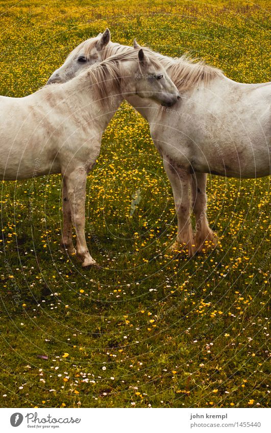 Mehr Schmusen Natur Pflanze Blume Wiese Schottland Pferd 2 Tier Liebe Freundlichkeit Zusammensein Glück kuschlig Kitsch Lebensfreude Vertrauen Geborgenheit