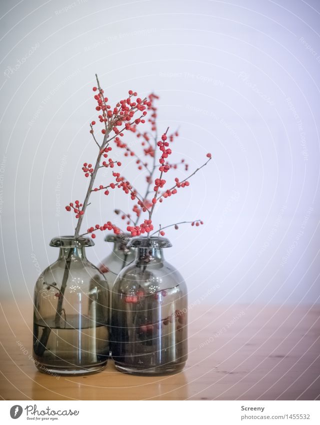 Drei Vase Dekoration & Verzierung Sträucher Beerensträucher Holz Glas ästhetisch grau rot Stillleben Farbfoto Innenaufnahme Menschenleer Kunstlicht