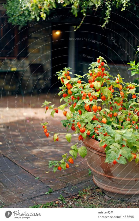 Küchenblick. Natur ästhetisch Garten Idylle Terrasse Italien Pflanze mediterran Farbfoto mehrfarbig Außenaufnahme Experiment abstrakt Menschenleer