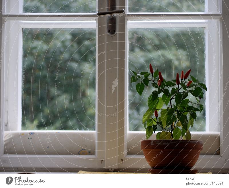 WINDOW Fenster Fensterbrett Glasscheibe Dachgaube Küche rot violett grün Tontopf Wachstum doppelfenster neue wohnung erste pflanze pfefferoni aus ungarn gießen