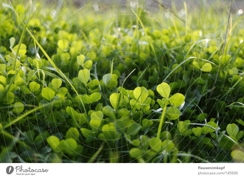 Klee Wiese Natur Gras frisch grün Tiefenschärfe Farbfoto Nahaufnahme Kleeblatt Blattgrün Sommer