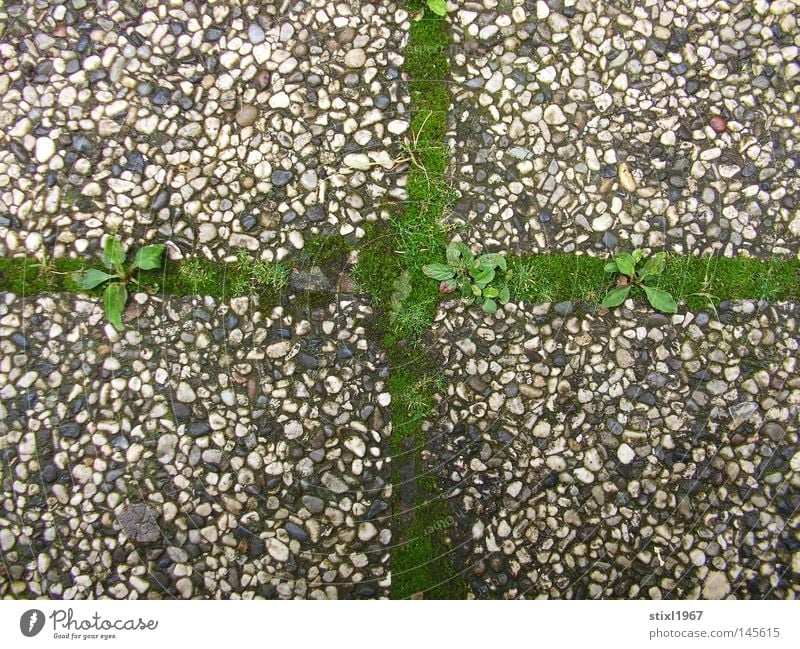 mooskreuz Moos Gras grün Kruzifix Kreuz Christliches Kreuz Beton Religion & Glaube Katholizismus grau Kieselsteine Bürgersteig Dinge