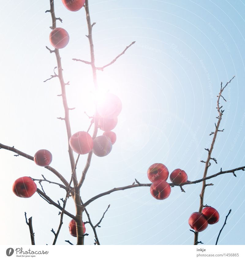 Apfelbaum im Winter Frucht Ernährung Natur Wolkenloser Himmel Sonne Sonnenlicht Herbst Klima Wetter Schönes Wetter Baum Obstbaum Ast hängen frisch hell blau rot