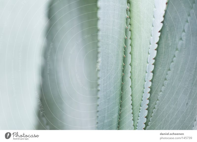 abstrakte Agave Strukturen & Formen Farbe grau grün Dorn Hintergrundbild Makroaufnahme Detailaufnahme Kaktus Nahaufnahme Wüste