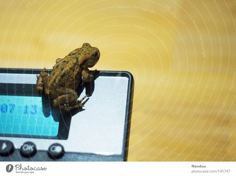 Ausblick Telefon Tier Frosch sitzen Lurch Ecke Quaken Erdkröte Farbfoto Textfreiraum rechts Textfreiraum oben Ganzkörperaufnahme Anzeige außergewöhnlich