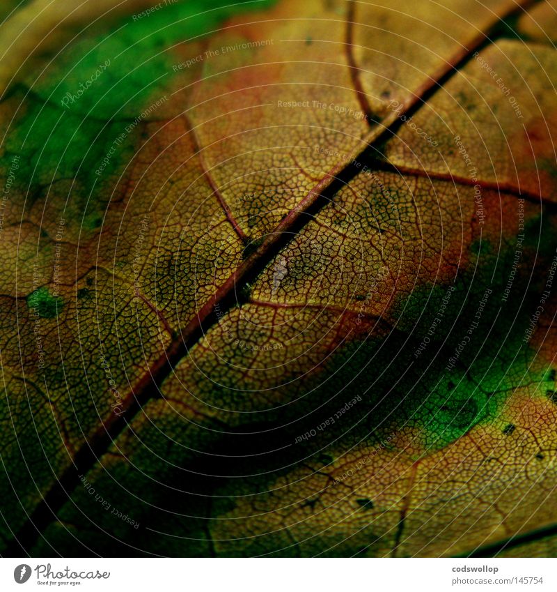 nature's way Blatt Herbst Herbstfärbung Laubbaum grün Natur September Oktober gold Makroaufnahme Nahaufnahme leaf deciduous structure Strukturen & Formen autumn