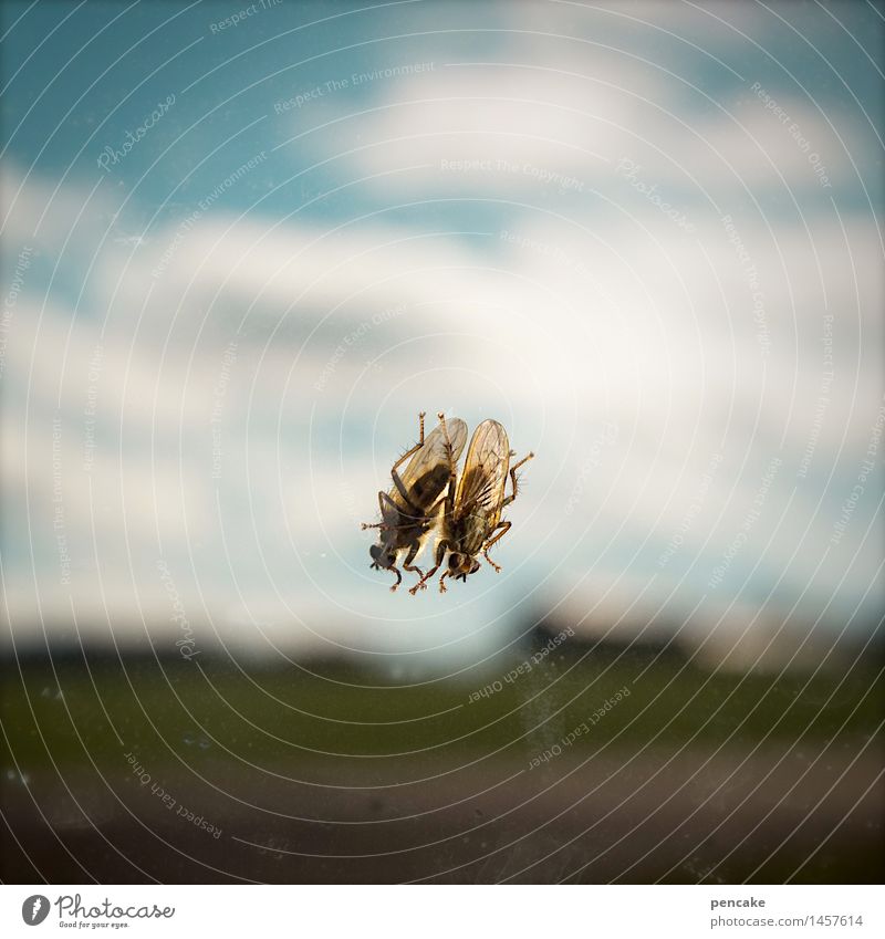 aus der zeit gefallen | surrreal Natur Landschaft Urelemente Himmel Wolken Klimawandel 1 Tier Zeichen außergewöhnlich Unendlichkeit verrückt skurril Fliege