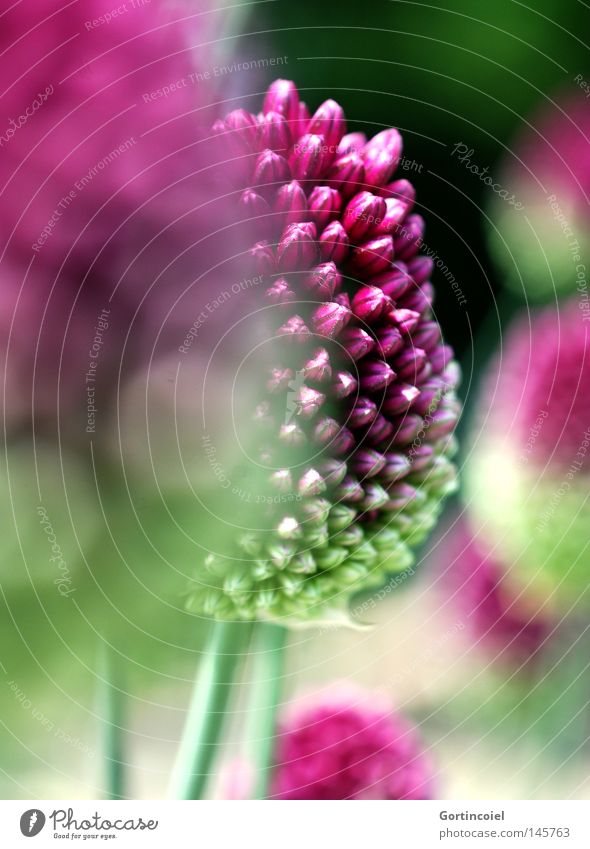 Fokus Sommer Umwelt Natur Pflanze Frühling Blume Blüte exotisch rund grün violett rosa Blütenknospen Tiefenschärfe Unschärfe Trommelstocklauch