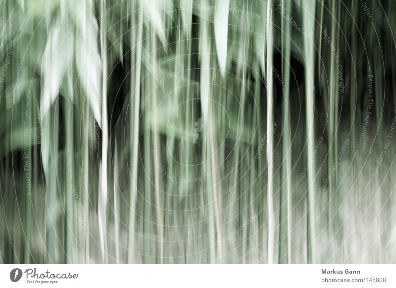 Verzerrt Verzerrung Kunst abstrakt wahrnehmen Schwindelgefühl grün Linie Wald Unterholz Sträucher Blatt Vergänglichkeit Wahrnehmungsstörung Unschärfe
