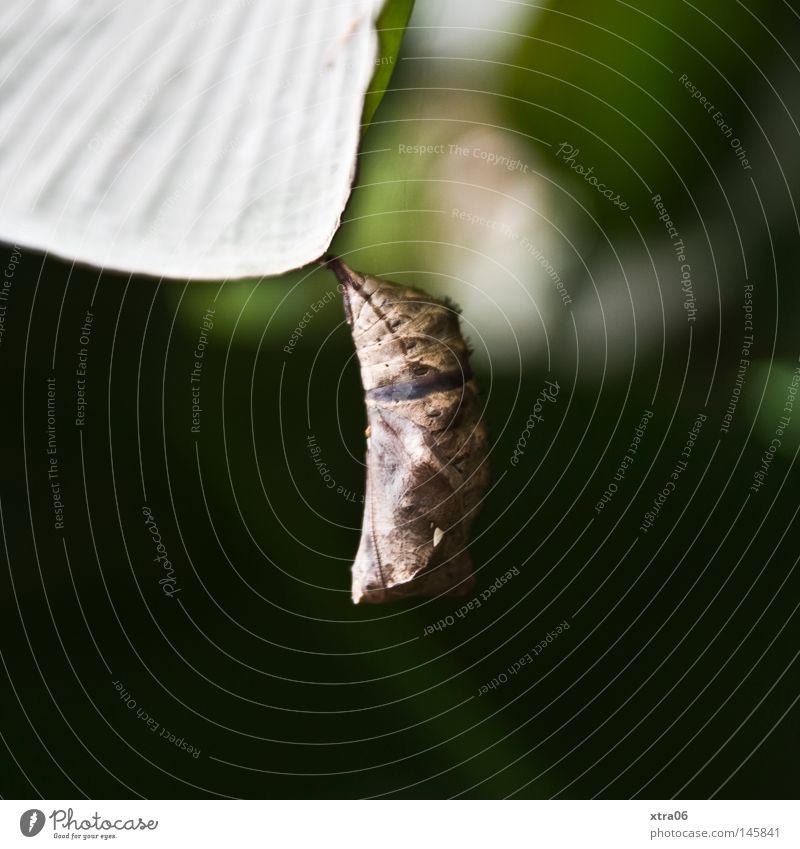 schlummernde überraschung Blatt Kokon verpackt Schmetterling ungewiss Spannung grün hängen