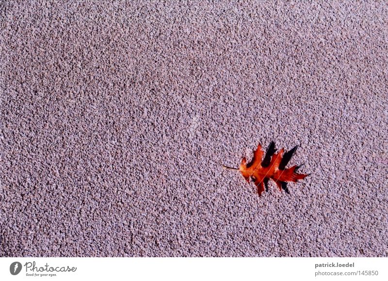 [HH08.3] Blattfang Herbst rot Asphalt grau Platz leer Einsamkeit ästhetisch schön minimalistisch Schatten Ahorn September Oktober Tod klein