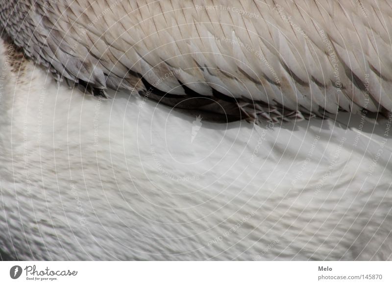 if she fliegt..... Pelikan Detailaufnahme Fleischfliege Tier Bund federn Stufe flügel gefieder freiheit ausschnitt Fliegen